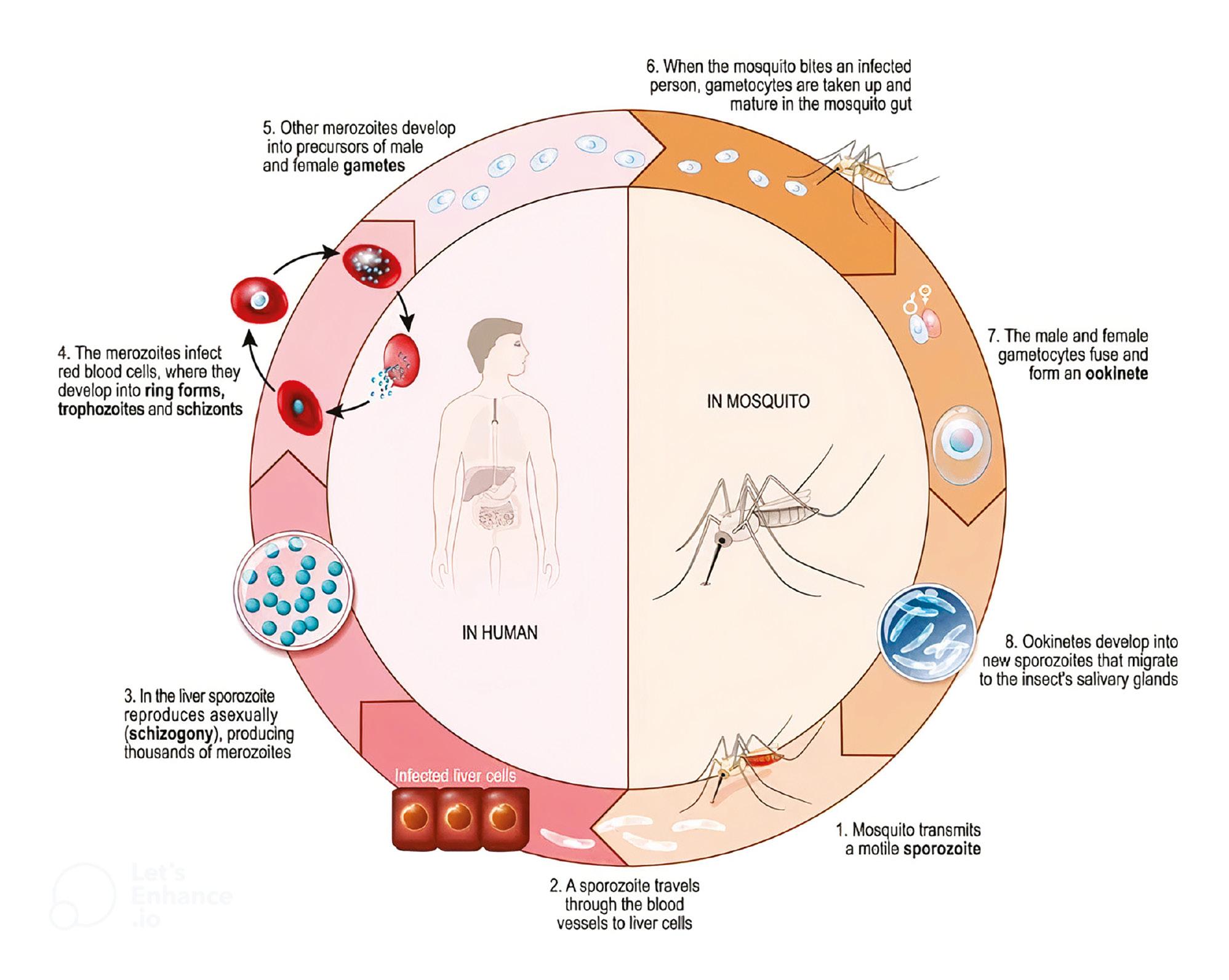 Diagram illustrating the life cycle of a malaria parasite. It depicts various stages including sporozoites injected into human bloodstream, multiplication in liver cells, release of merozoites, invasion of red blood cells, and formation of gametocytes. The cycle continues with mosquito transmission and sporozoite formation.