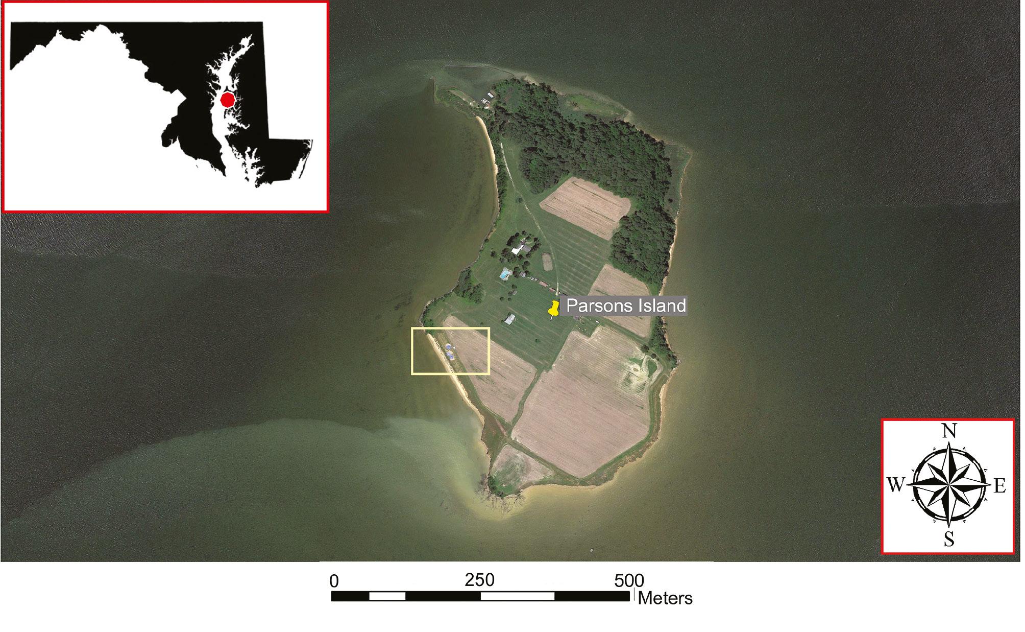 Area sampled at Parsons Island in the Chesapeake Bay, Maryland. The image was created using Google Earth and Canvas 11 (Build 1252) software. The yellow rectangle indicates the area of the bluff sampled.